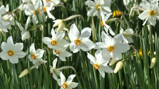 Flores blancas de narcisos en el jardín — Vídeo de stock