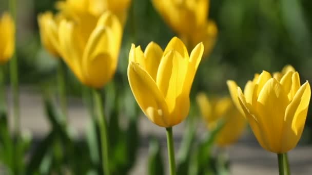 Gele bloemen van de tulpen wiegende door van de wind — Stockvideo