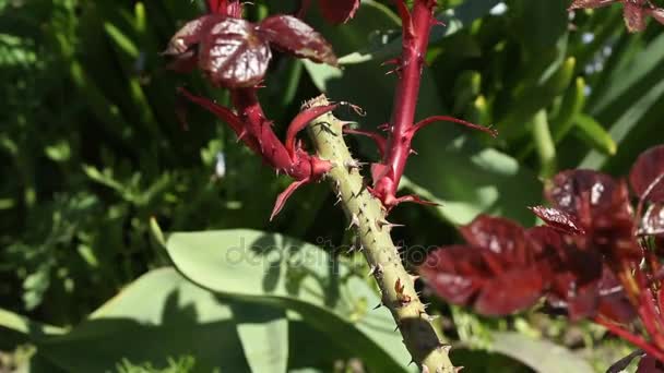 Los brotes jóvenes son rosas — Vídeo de stock