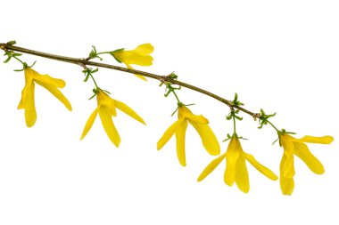 Beyaz arka plan üzerinde izole hor çiçeği, çiçek