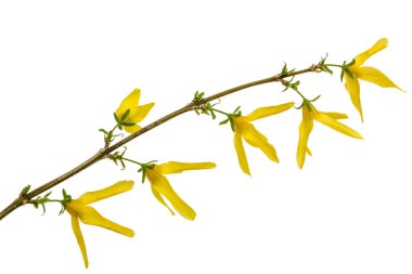 Beyaz arka plan üzerinde izole hor çiçeği, çiçek