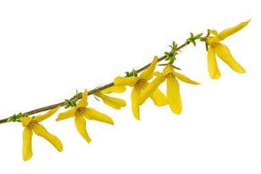 Beyaz arka plan üzerinde izole hor çiçeği, çiçek