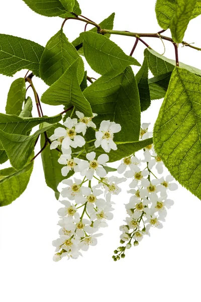 Цвітіння пташиної вишні, ізольовано на білому тлі — стокове фото
