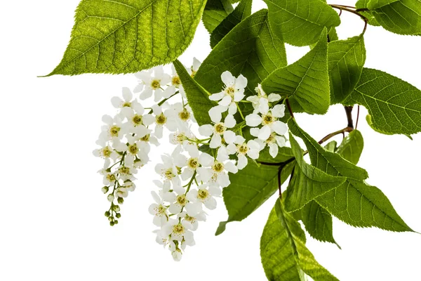 Цветение вишневого дерева, выделенного на белом фоне — стоковое фото
