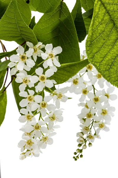 Flowering  of bird cherry tree, isolated on white background — Stock Photo, Image