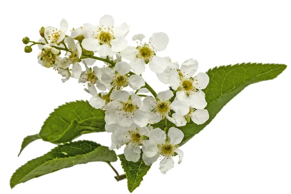 Floración de cerezo pájaro, aislado sobre fondo blanco — Foto de Stock