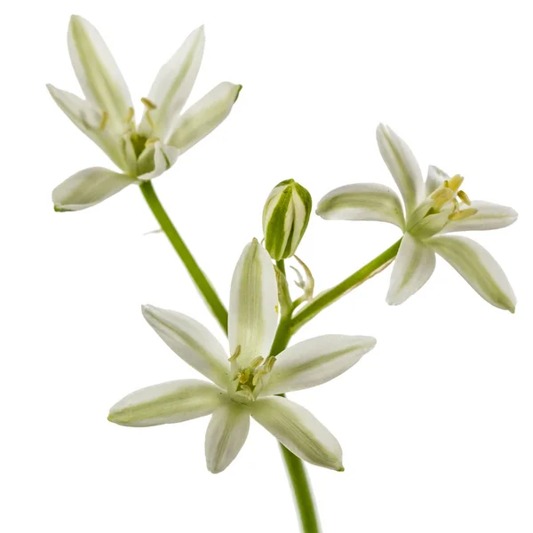 Flor de ornitogalo, isolada sobre fundo branco — Fotografia de Stock