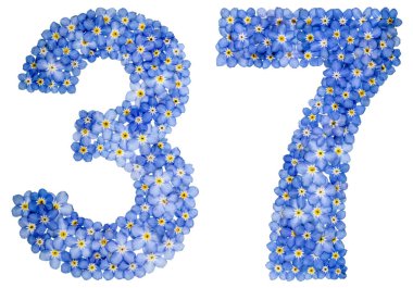 Arapça sayı 37, otuz yedi, mavi unutma çiçek üzerinden