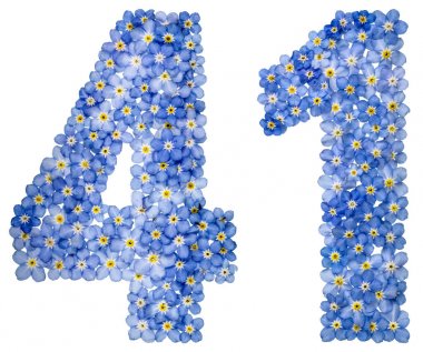 Arapça sayı 41, kırk bir, mavi unutma çiçek üzerinden