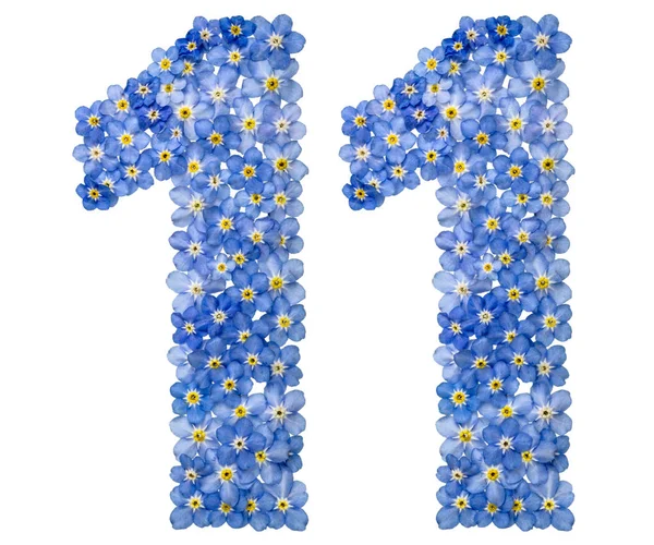 Арабські цифри 11, одинадцять років, від блакитний незабудки не квіти Стокова Картинка