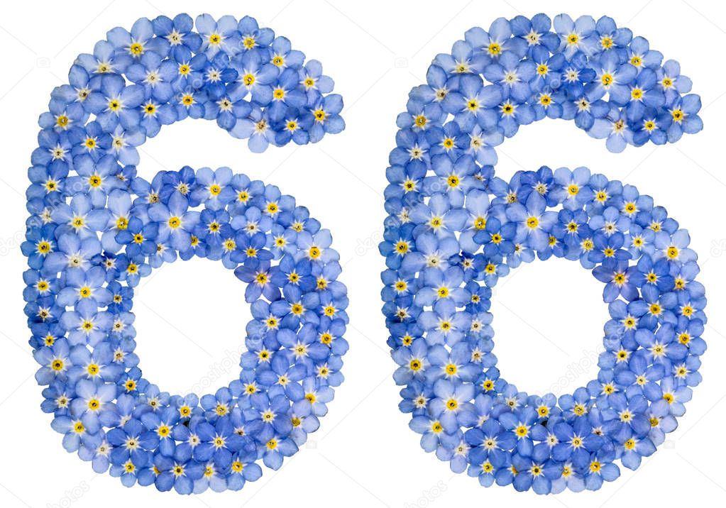 Arabic numeral 66, sixty six, from blue forget-me-not flowers