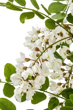 Çiçek açması akasya ile yapraklar, beyaz arka plan üzerinde izole