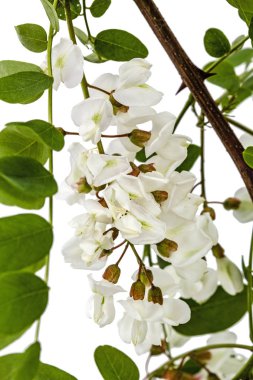 Çiçek açması akasya ile yapraklar, beyaz arka plan üzerinde izole