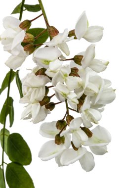 Çiçek açması akasya ile yapraklar, beyaz arka plan üzerinde izole