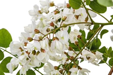 Çiçek açması akasya ile yapraklar, beyaz arka plan üzerinde izole