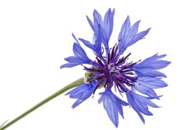 Beyaz backgrou izole Peygamber Çiçeği, lat. Centaurea, çiçek