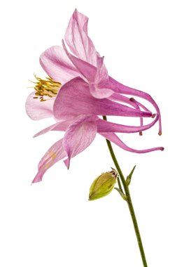 Beyaz arkasında izole Kaptaj, lat. Aquilegia, pembe çiçek