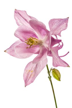 Beyaz arkasında izole Kaptaj, lat. Aquilegia, pembe çiçek