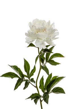 Beyaz adam izole Şakayık, lat. Paeonia, beyaz çiçek