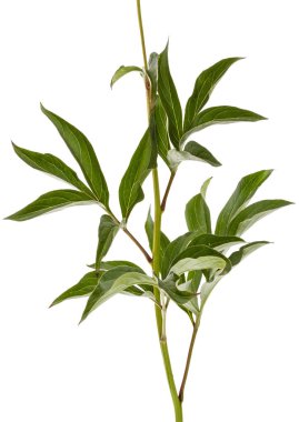 Yaprak Şakayık çiçeği, lat. Paeonia, izole üzerinde beyaz arka plan