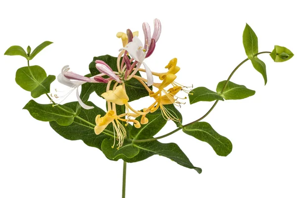 Цветы жимолости, лат. Lonicera caprifolium, isolated on w — стоковое фото