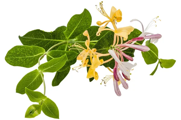 W izole Hanımeli, lat. Lonicera caprifolium, çiçekler