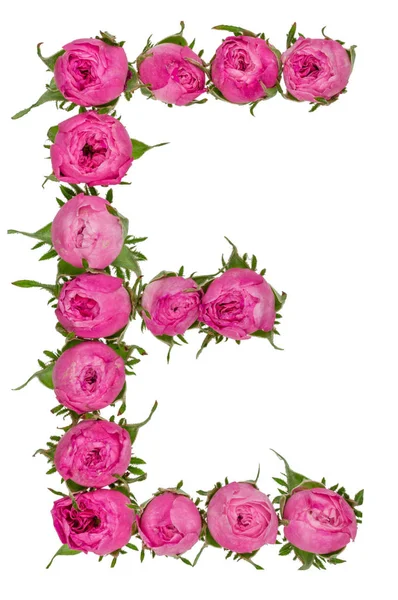 Буква Е алфавит из цветов роз, изолированных на белом фоне — стоковое фото