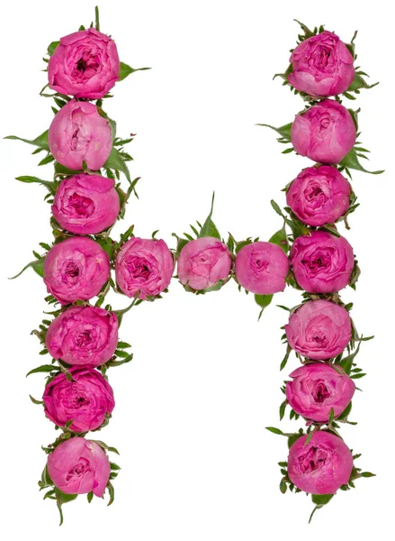 Písmeno H abeceda z květů růží, izolované na bílém pozadí — Stock fotografie
