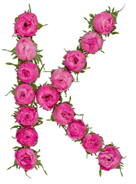 흰색 찾기에 고립 된 장미의 꽃에서 편지 K 알파벳 — 스톡 사진