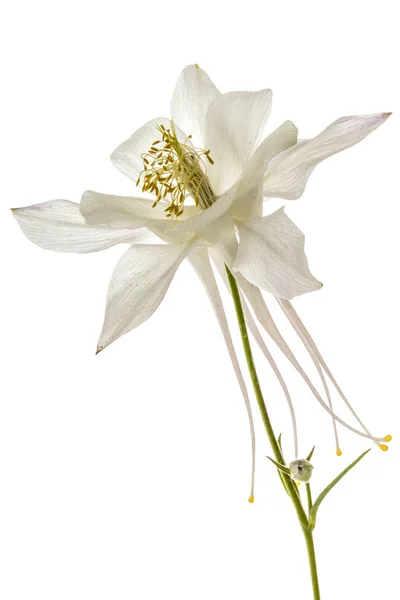 Flor de la cuenca, Lat. Aquilegia, aislado sobre fondo blanco — Foto de Stock