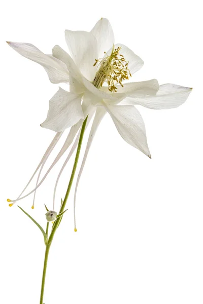 Цветок водосбора, лат. Аквилегия, изолированная на белом бэкграунде — стоковое фото
