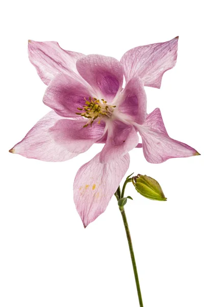Pink flower of catchment, lat. Aquilegia, isolated on white back — Stock Photo, Image