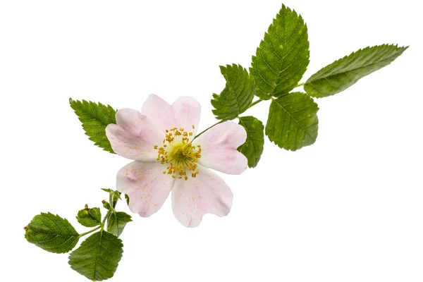 Flor de rosa selvagem, isolada sobre fundo branco — Fotografia de Stock