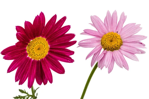 Flores de piretro, isoladas sobre fundo branco — Fotografia de Stock