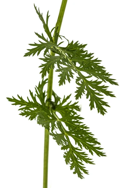 Hoja y tallo de la flor de piretro, aislado sobre fondo blanco — Foto de Stock