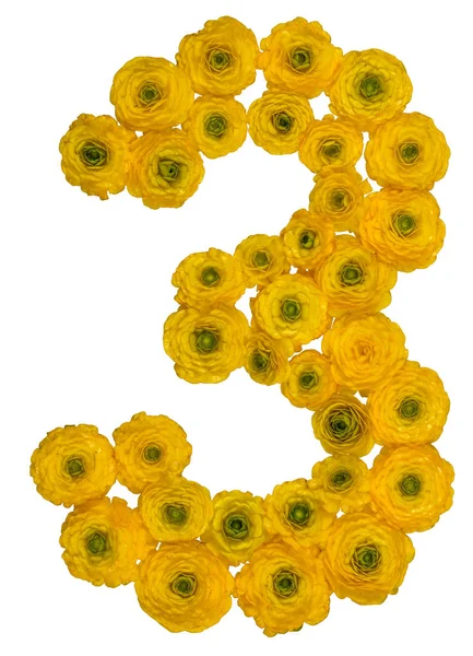 Arabic numeral 3, three, from yellow flowers of buttercup, isola — Stock Photo, Image