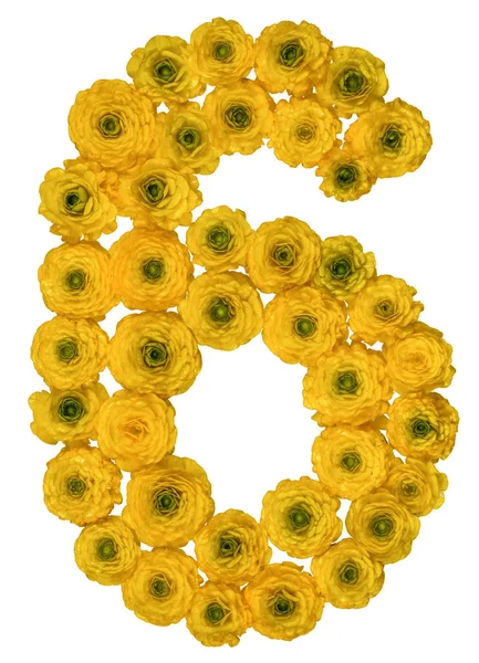 Arapça rakamı 6, altı, düğün çiçeği, sarı çiçekleri gelen izole — Stok fotoğraf