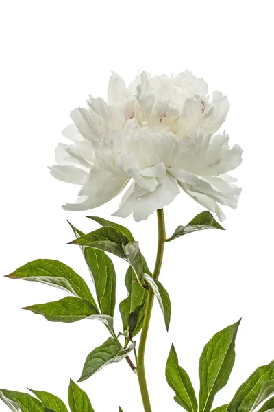 A pünkösdi rózsa, lat. Paeonia, elszigetelt fehér háttér mintázata, fehér virág — Stock Fotó