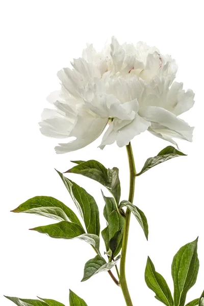 Biały kwiat piwonii, lat. Paeonia, na białym tle na białym tle — Zdjęcie stockowe