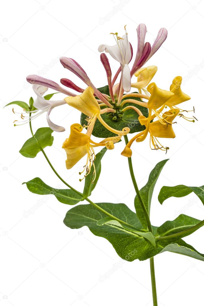 Flowers of honeysuckle, lat. Lonicera caprifolium, isolated on w