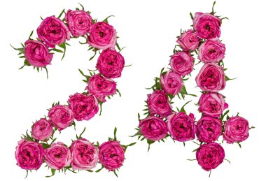 Arapça sayı 24, yirmi dört, gelen gül, isolat, kırmızı çiçekler