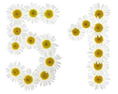 Arabic numeral 51, fifty one, from white flowers of chamomile, i clipart