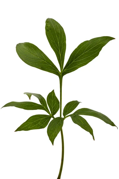 Лист пионского цветка, лат. Пеония, изолированная на белом фоне — стоковое фото