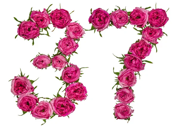 Arapça sayı 37, otuz yedi, gelen gül, Isola kırmızı çiçekler — Stok fotoğraf