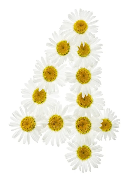 Arabic numeral 4, four, from white flowers of chamomile, isolate — Stock Photo, Image