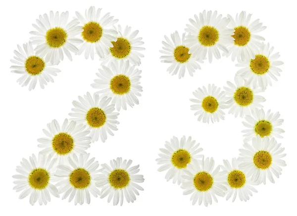 Numero arabo 23, ventitré, da fiori bianchi di camomilla — Foto Stock