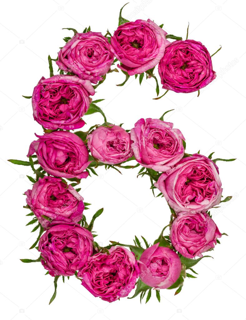 Arabic numeral 6, six, from red flowers of rose, isolated on whi