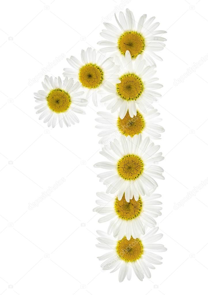 Arabic numeral 1, one, from white flowers of chamomile, isolated