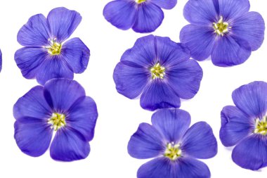 Beyaz arka plan üzerinde izole keten, mavi çiçekler