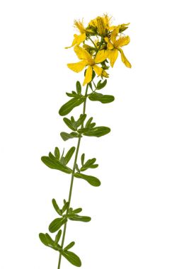St John's Wort (Hypericum perforatum), çiçek üzerinde izole 